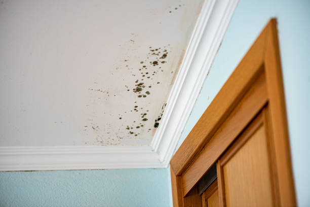 Best Black Mold Removal  in Issaquah, WA