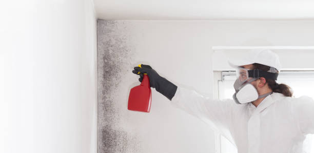 Best Mold Cleaning Services  in Issaquah, WA