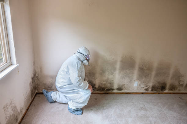 Mold Removal and Inspection in Issaquah, WA