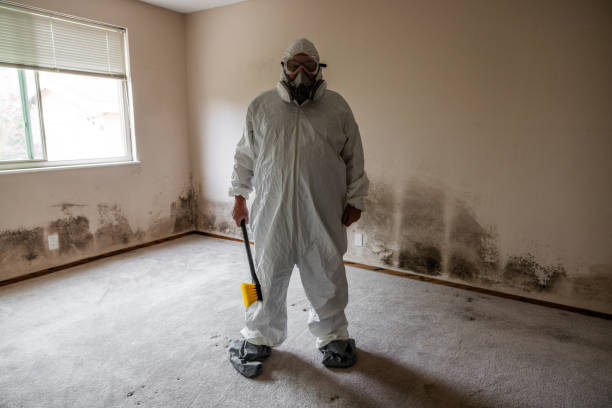 Office Mold Removal Services in Issaquah, WA