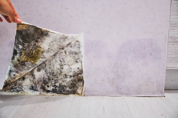 Best Same-Day Mold Removal  in Issaquah, WA